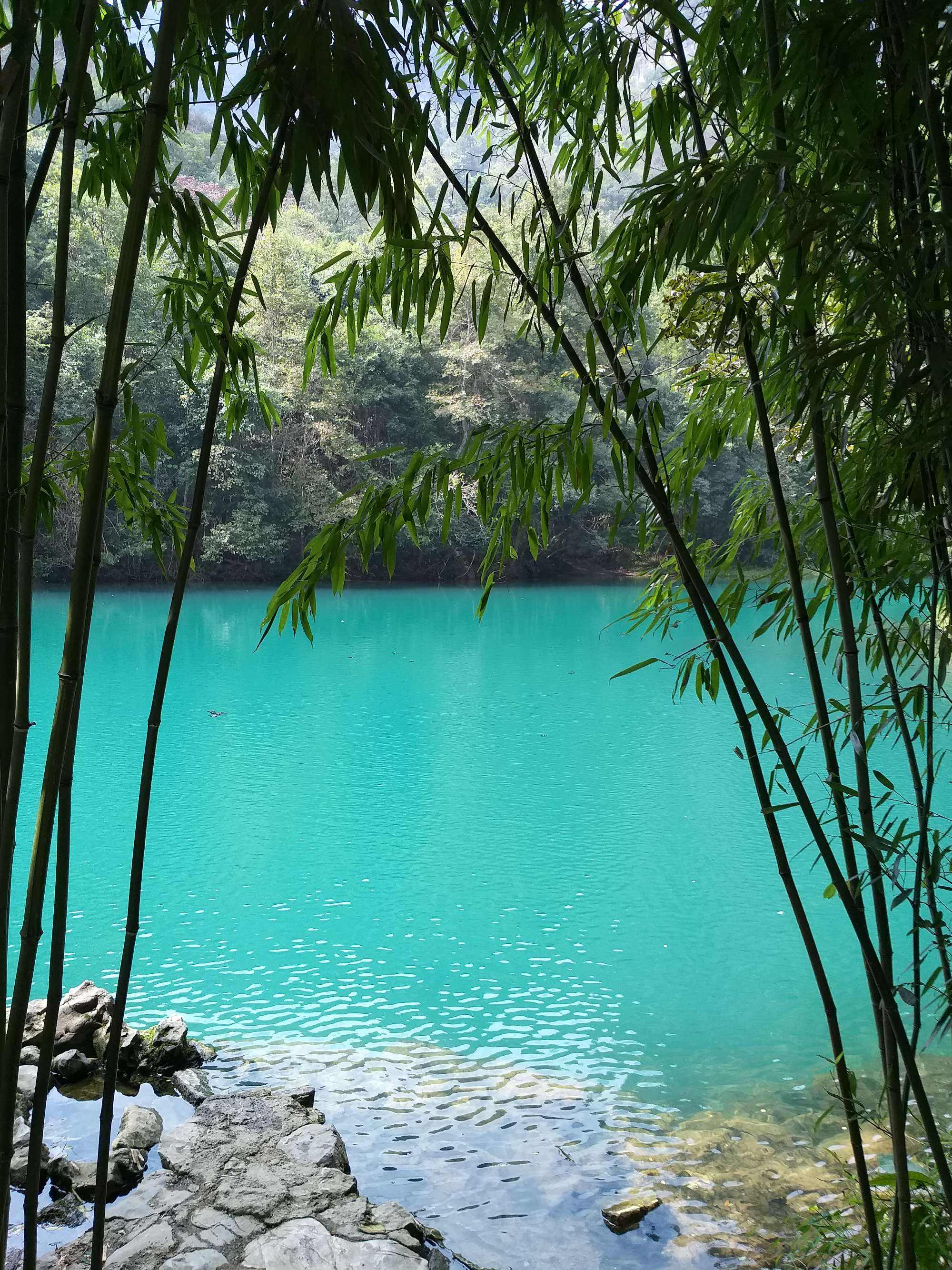 讲解！家芙纳恬静“空谷幽兰”