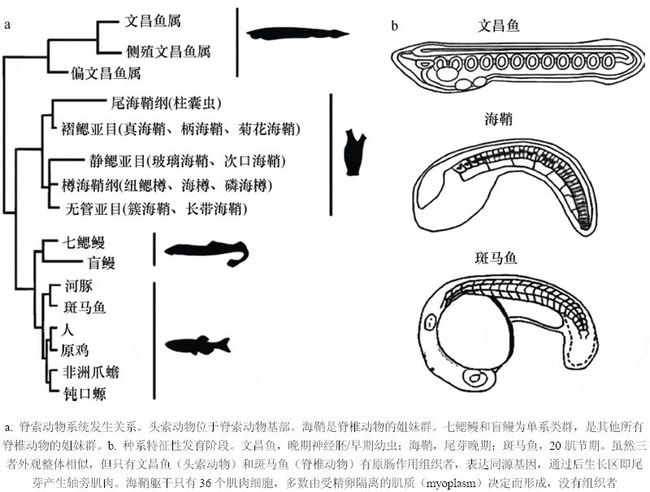 达人分享！文昌鱼长什么样“空谷幽兰”