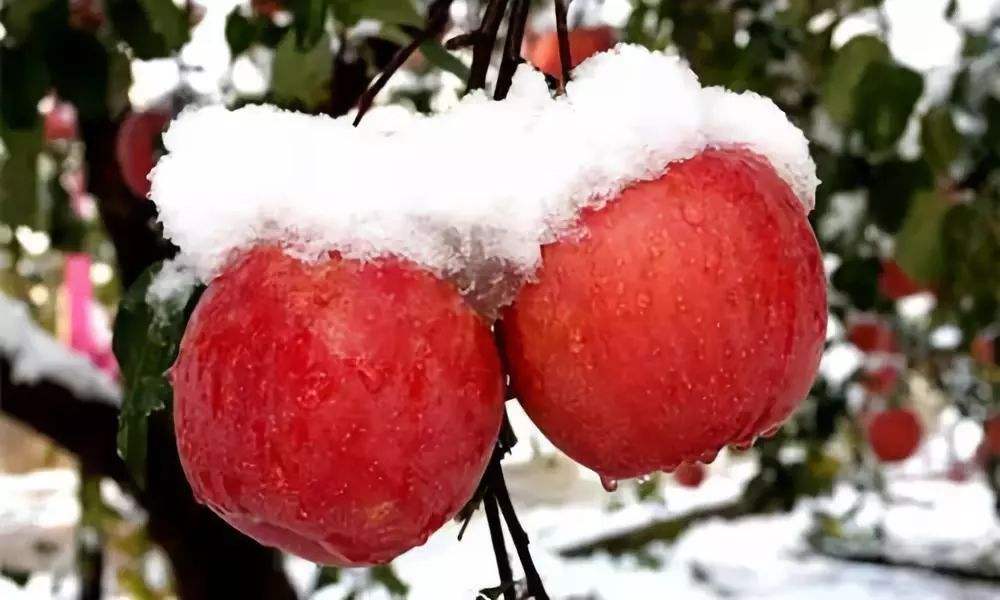 分析！低迷是什么意思“郢中白雪”