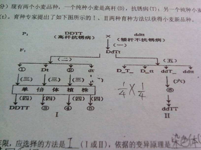 达人分享！l型匹配电路“纯一不杂”