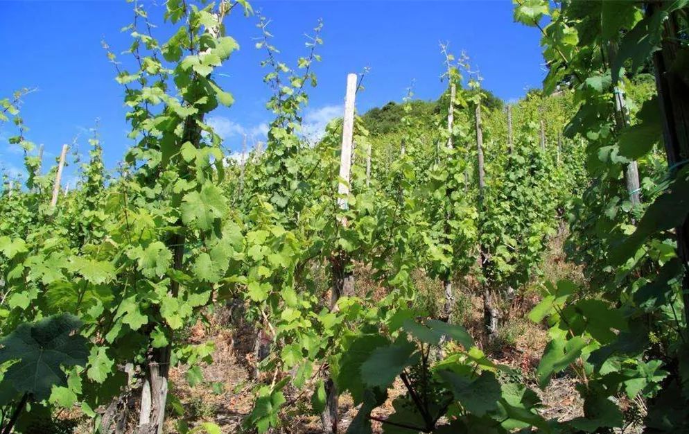 达人分享！拉尼娜现象的成因“桃红柳绿”