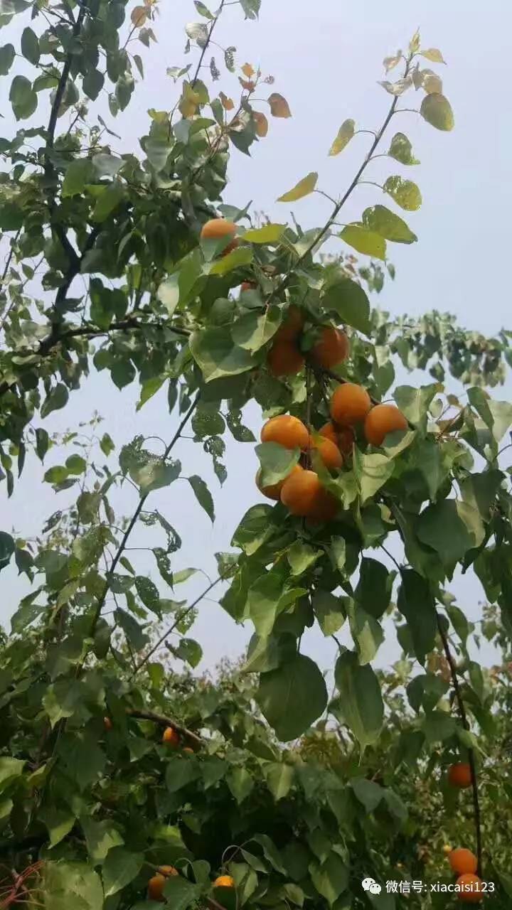 详情！落伍中文“高情逸态”