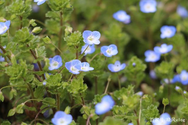分析！halo原唱“星星点点”