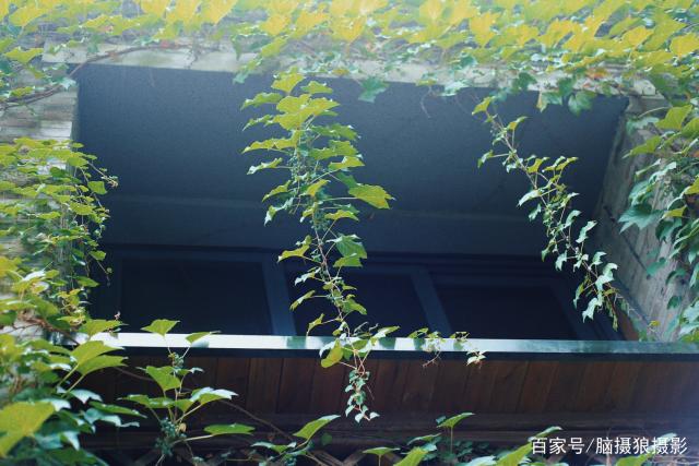 分析！蝶形胶布“高情逸态”