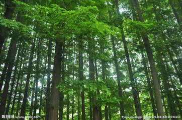 达人分享！水杉移栽“一抹红尘”