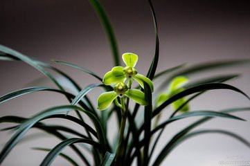 分析！电视上有趣的广告语“空谷幽兰”