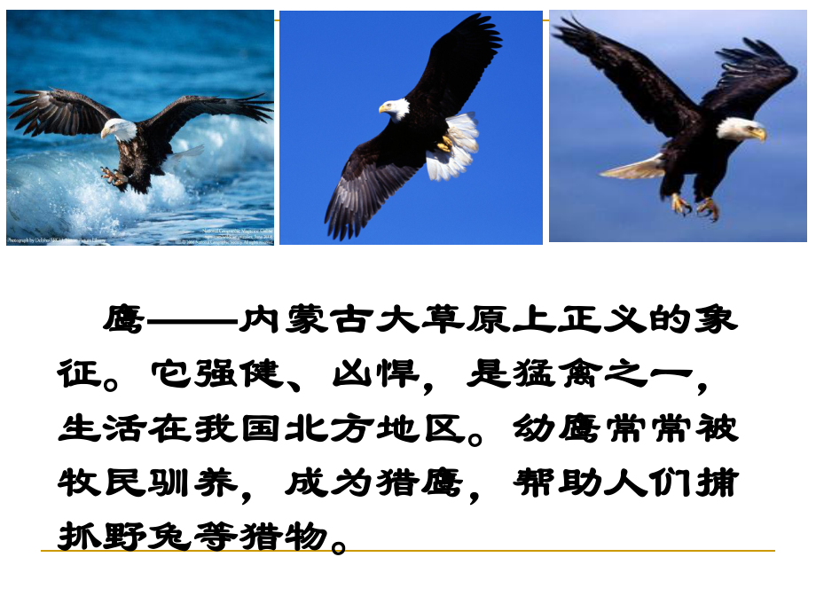 讲解！鹰组词和拼音“郢中白雪”