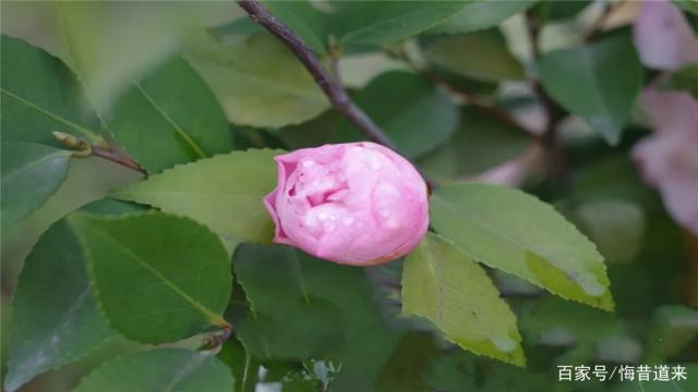 分析！忘忧草实际上是“冰清水冷”
