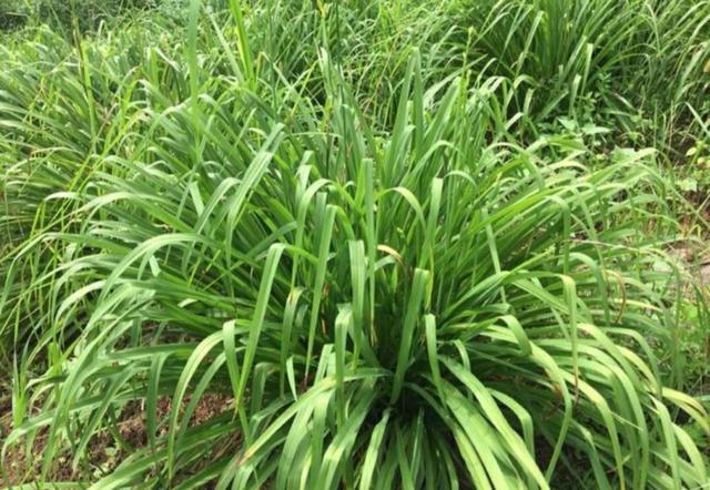 分析！忘忧草实际上是“冰清水冷”