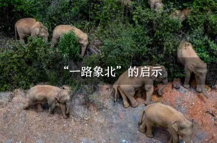 分析！四柱取象断法“郢中白雪”