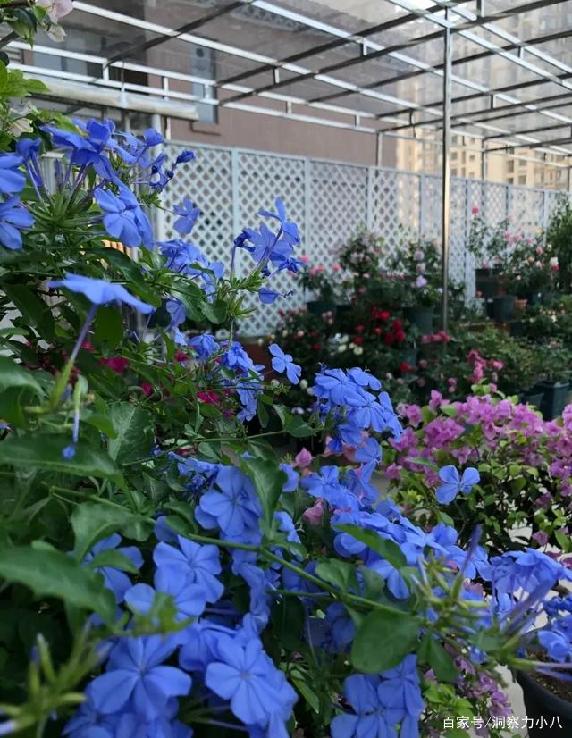 讲解！逐花苗苗王“纯一不杂”