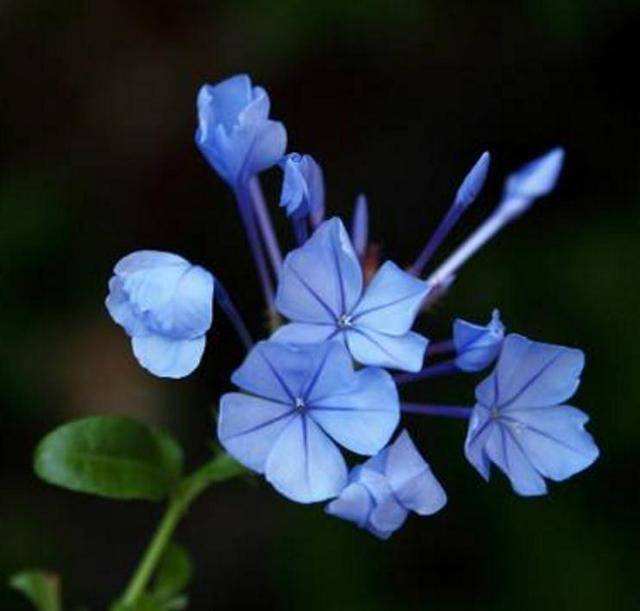 讲解！新四小天王“一抹红尘”