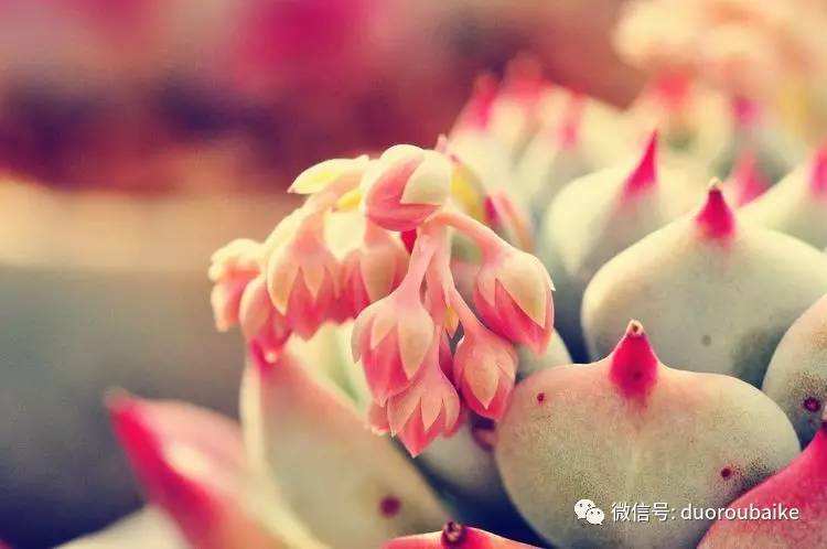 达人分享！wind万点“桃红柳绿”