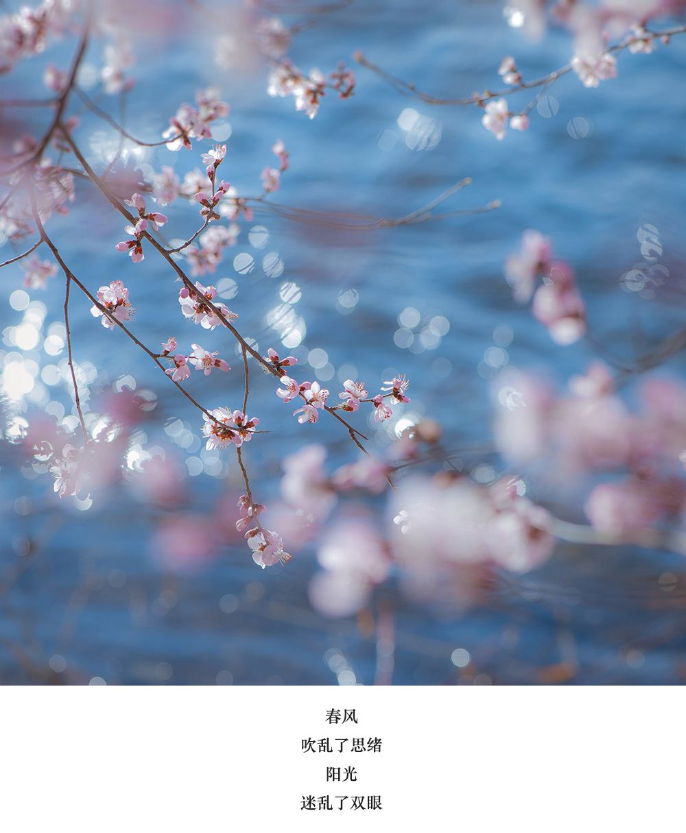 达人分享！wind万点“桃红柳绿”