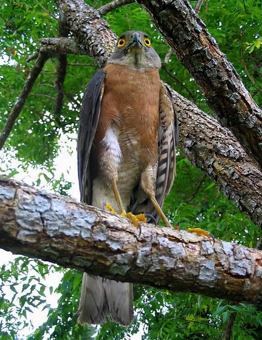 分析！老鹰的拼音“郢中白雪”