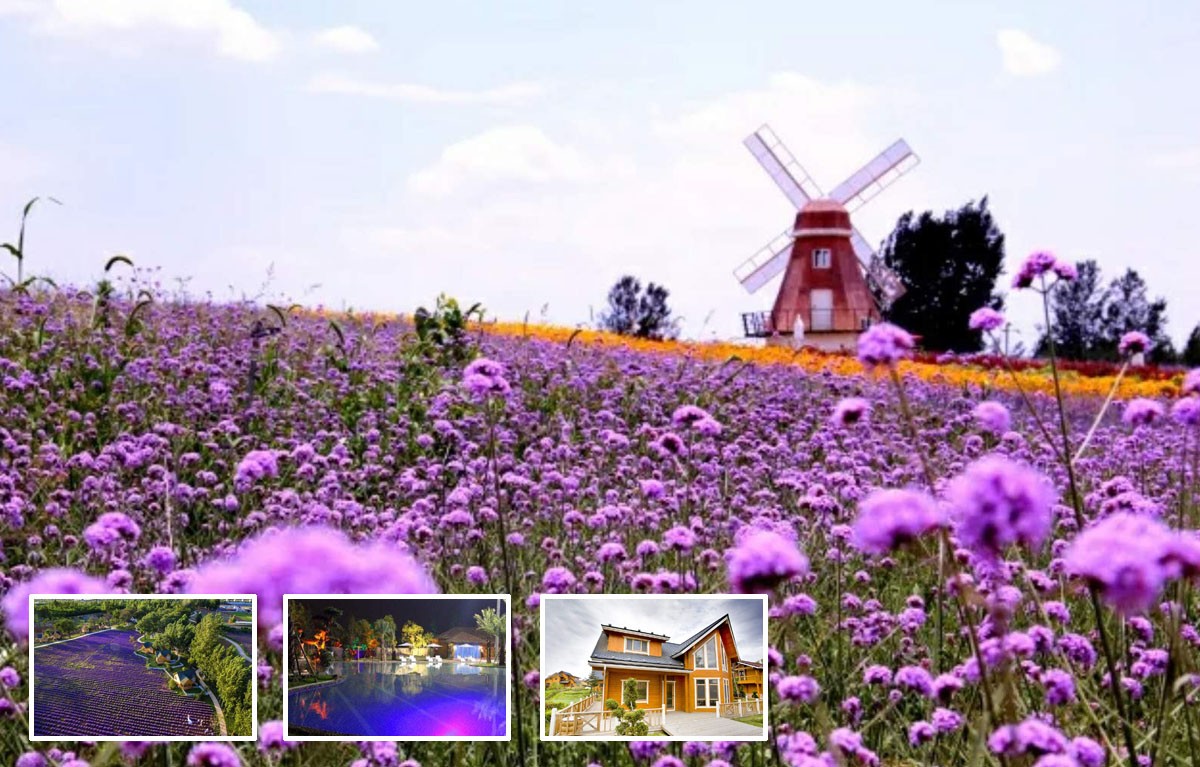 详情！淡水五星级酒店“夏花依旧”