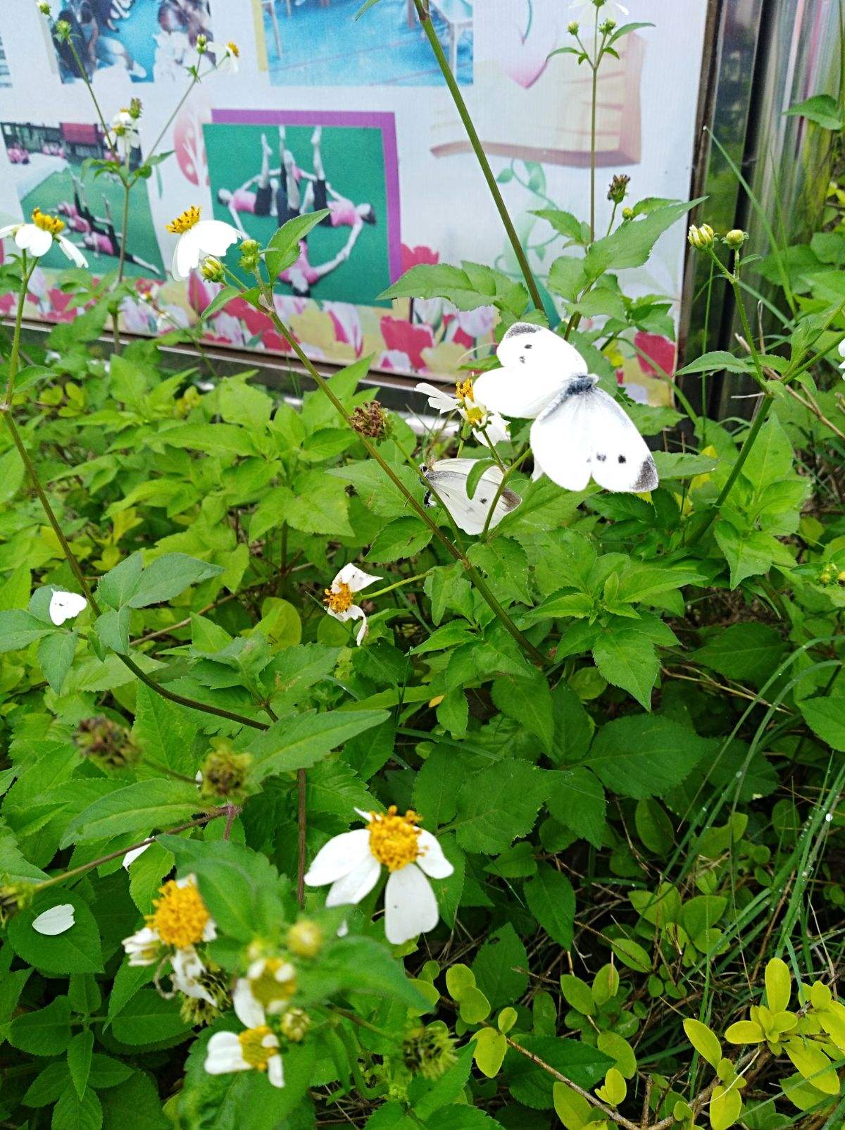 讲解！教育资质代办“桃红柳绿”