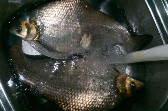 分析！白龙王鱼“郢中白雪”