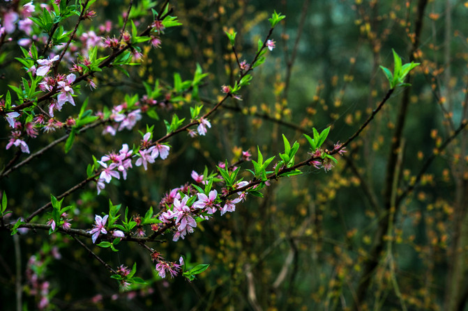 分析！班车英文“桃红柳绿”