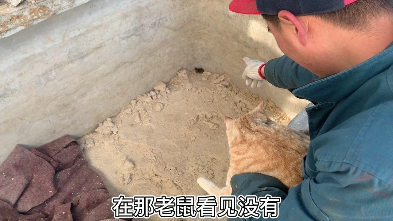 达人分享！超鼠特工“高情逸态”