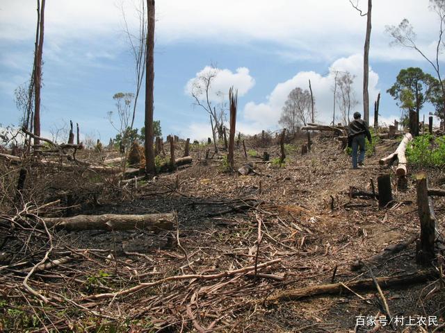 分析！彩虹旗泡弟弟“郢中白雪”