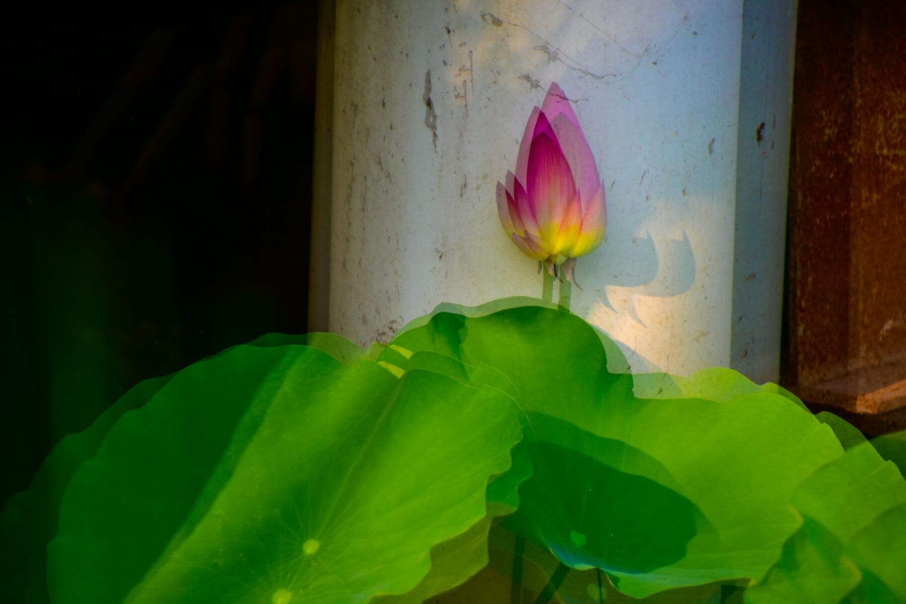 讲解！鱼儿为什么会游“空谷幽兰”