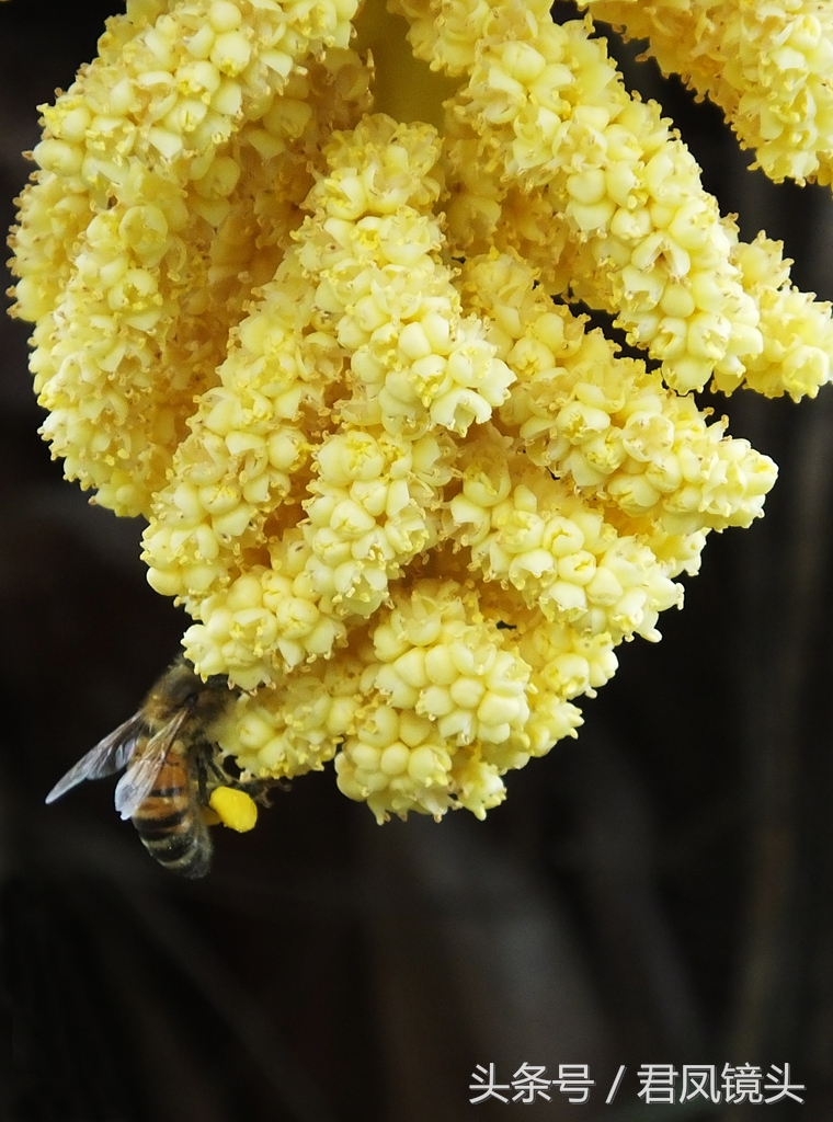 详情！棕树花苞吃法大全“一抹红尘”