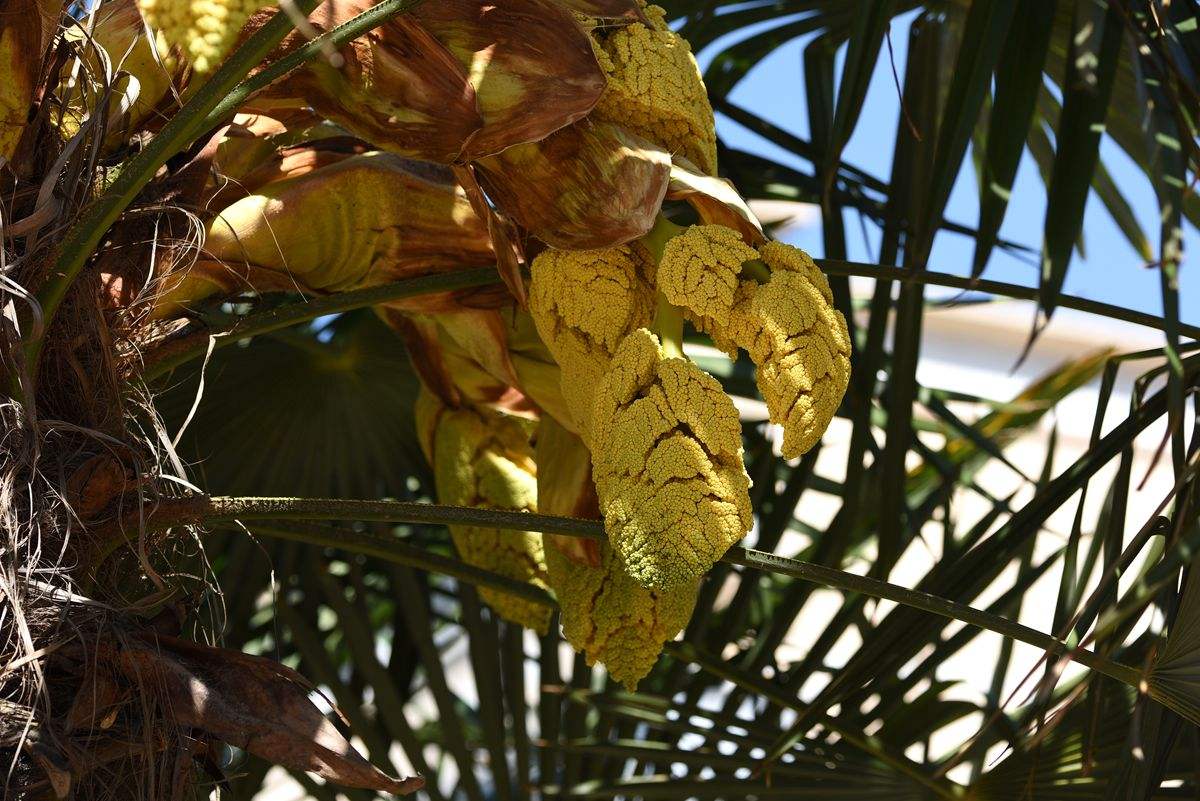 详情！棕树花苞吃法大全“一抹红尘”