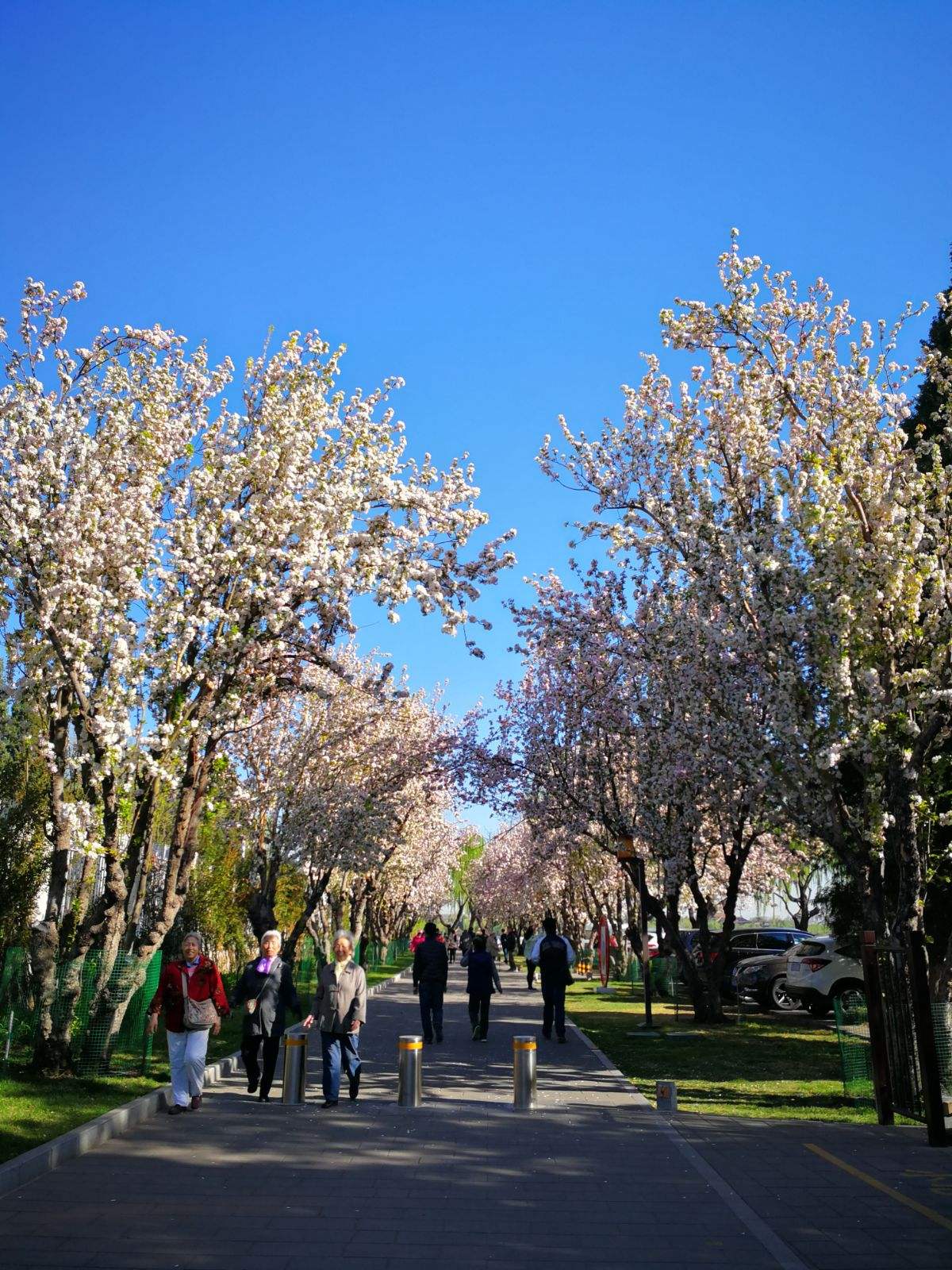 达人分享！北京南站到北海公园“桃红柳绿”