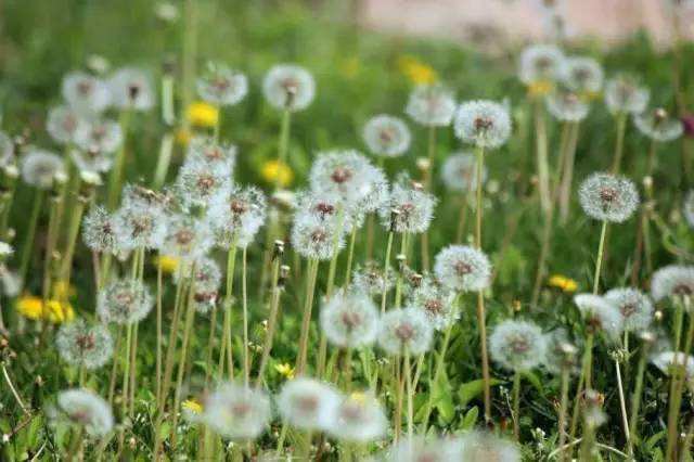 讲解！长得最快的植物是“冰清水冷”