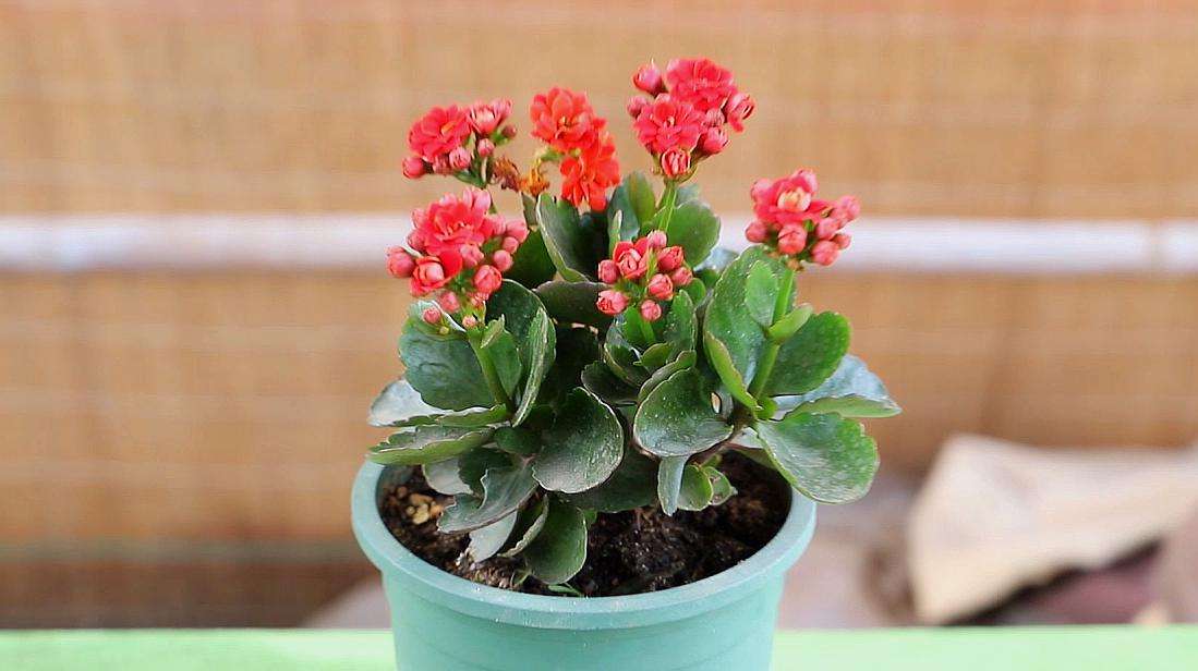 讲解！长得最快的植物是“冰清水冷”