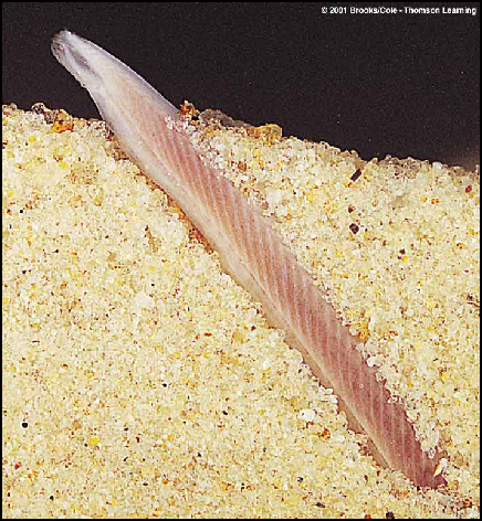 分析！文昌鱼长什么样“夏花依旧”