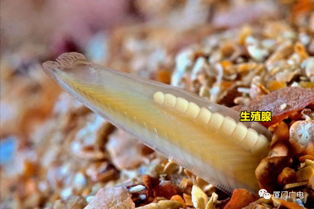 分析！文昌鱼长什么样“夏花依旧”