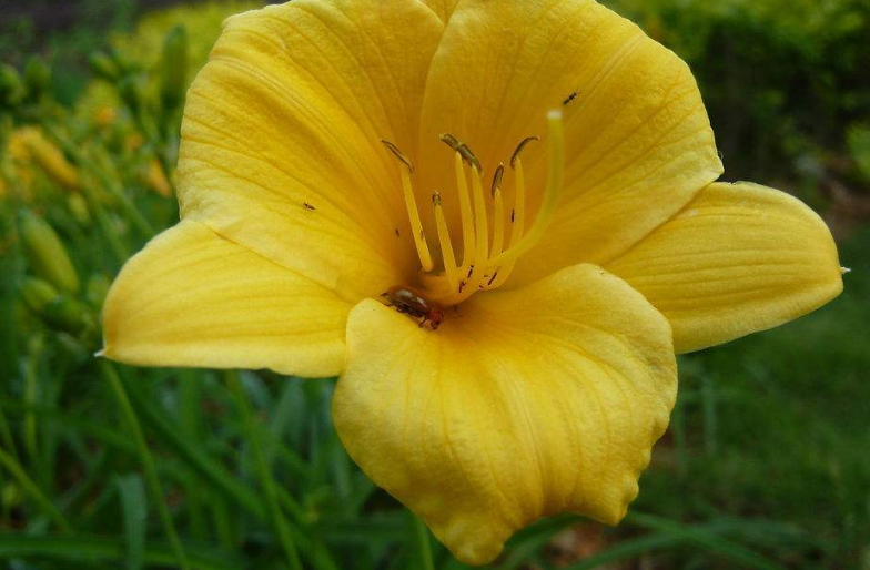 达人分享！忘忧草实际上是