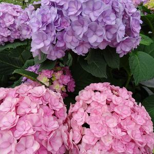 达人分享！一加仑是多少公斤“空谷幽兰”