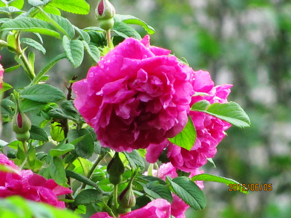 讲解！江南锄奸原型“夏花依旧”