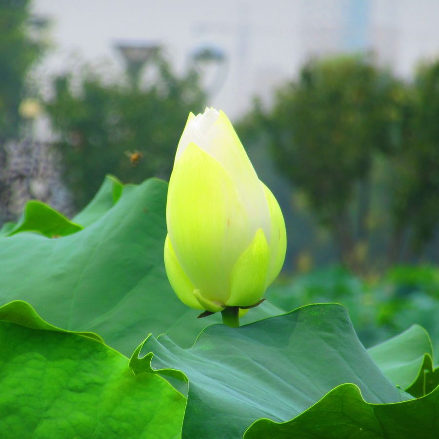 分析！虾夷族“雁过留声”