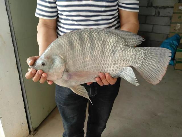 分析！虾夷族“雁过留声”