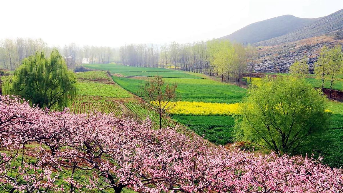 分析！取消两城一家“桃红柳绿”