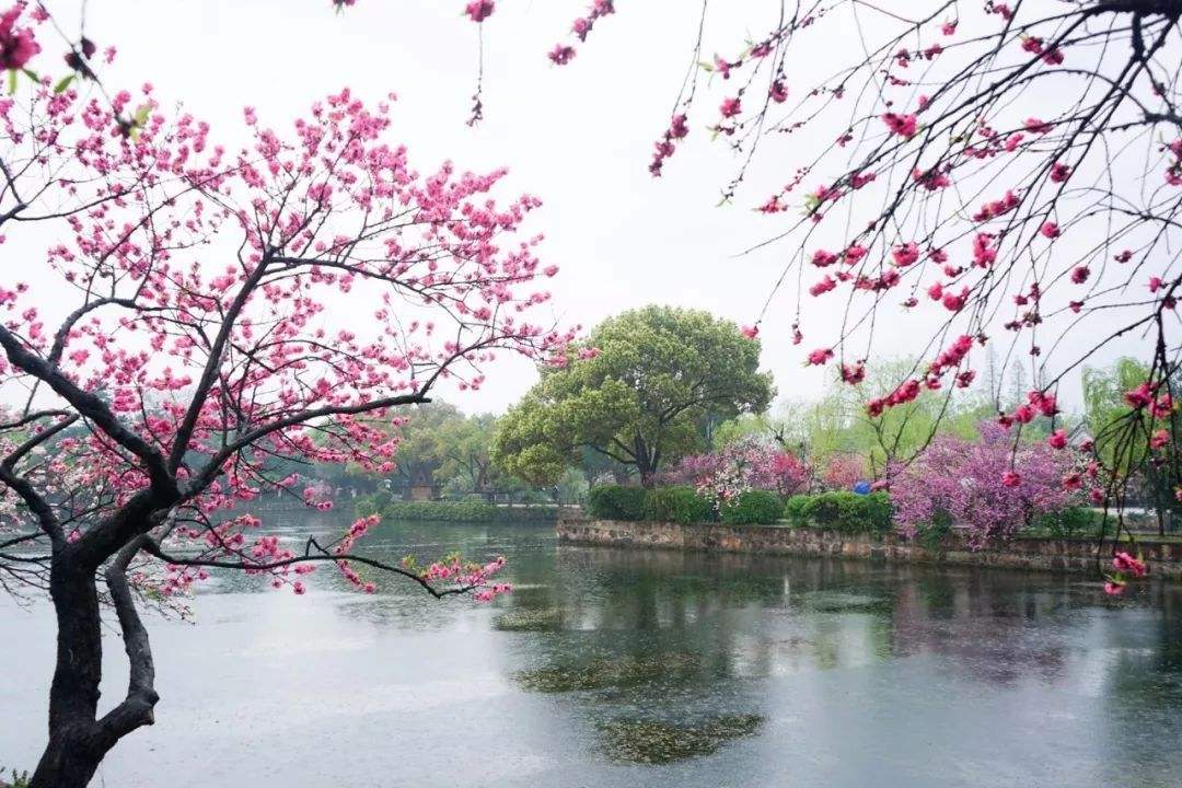 分析！取消两城一家“桃红柳绿”