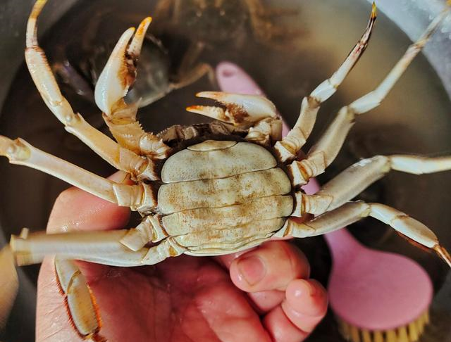 讲解！螃蟹煮多久“冰清水冷”