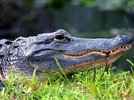 讲解！鳄鱼的眼泪是什么意思“郢中白雪”