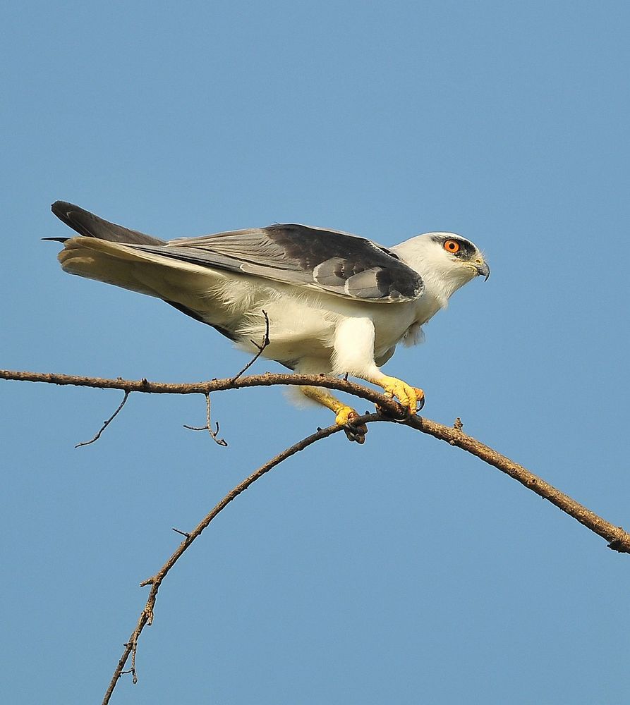 分析！逃之夭夭一岁太子妃“空谷幽兰”