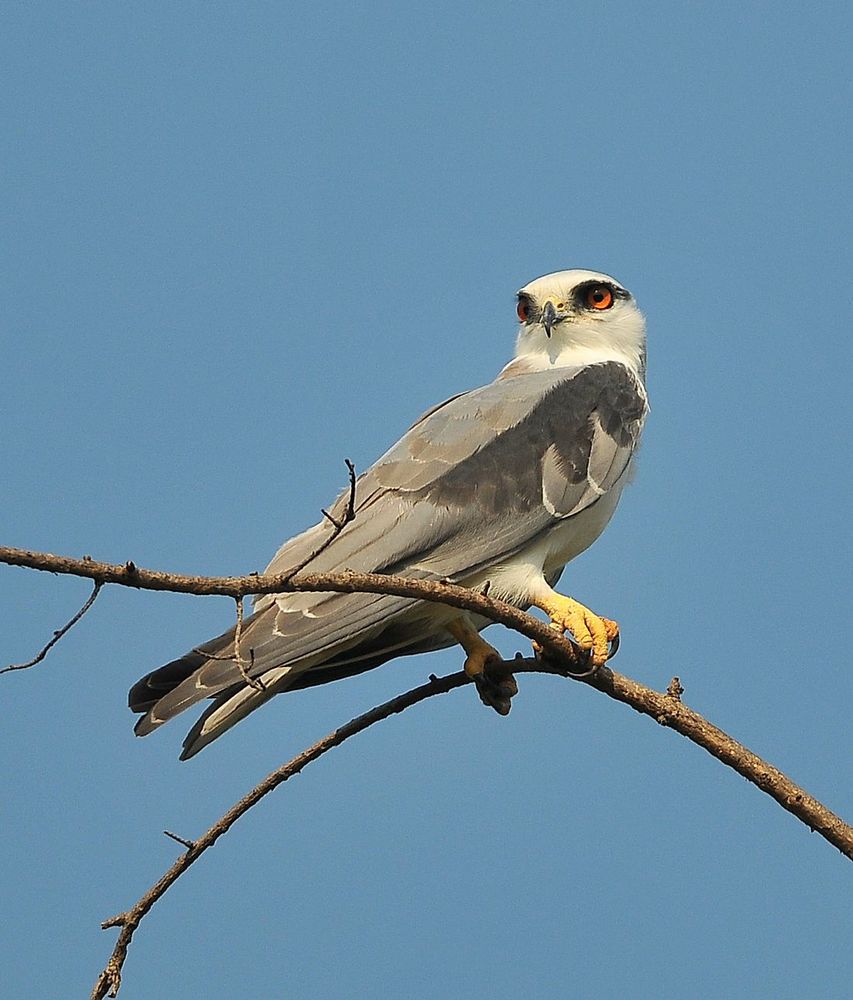 分析！逃之夭夭一岁太子妃“空谷幽兰”