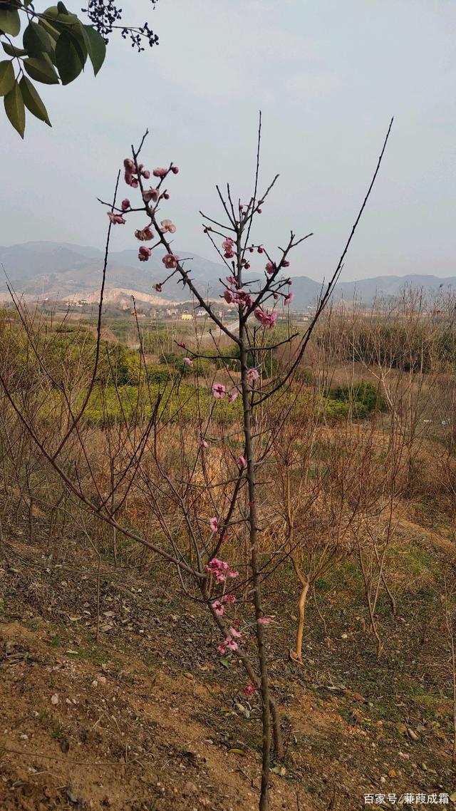 分析！古语说狐死必首丘“典则俊雅”