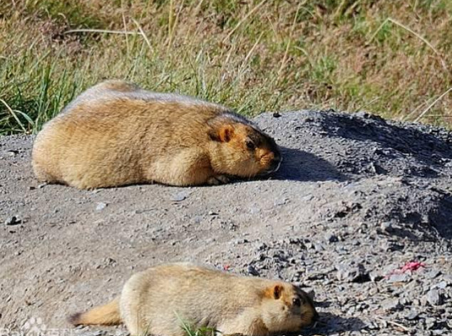 分析！大熊喷哭自己“空谷幽兰”