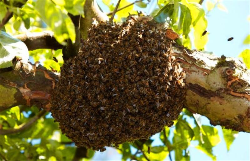 分析！腐刑“雁过留声”