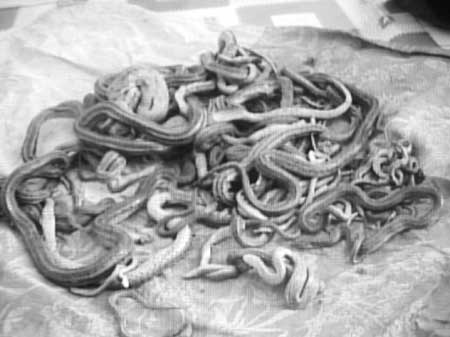 分析！挖出大蛇“纯一不杂”