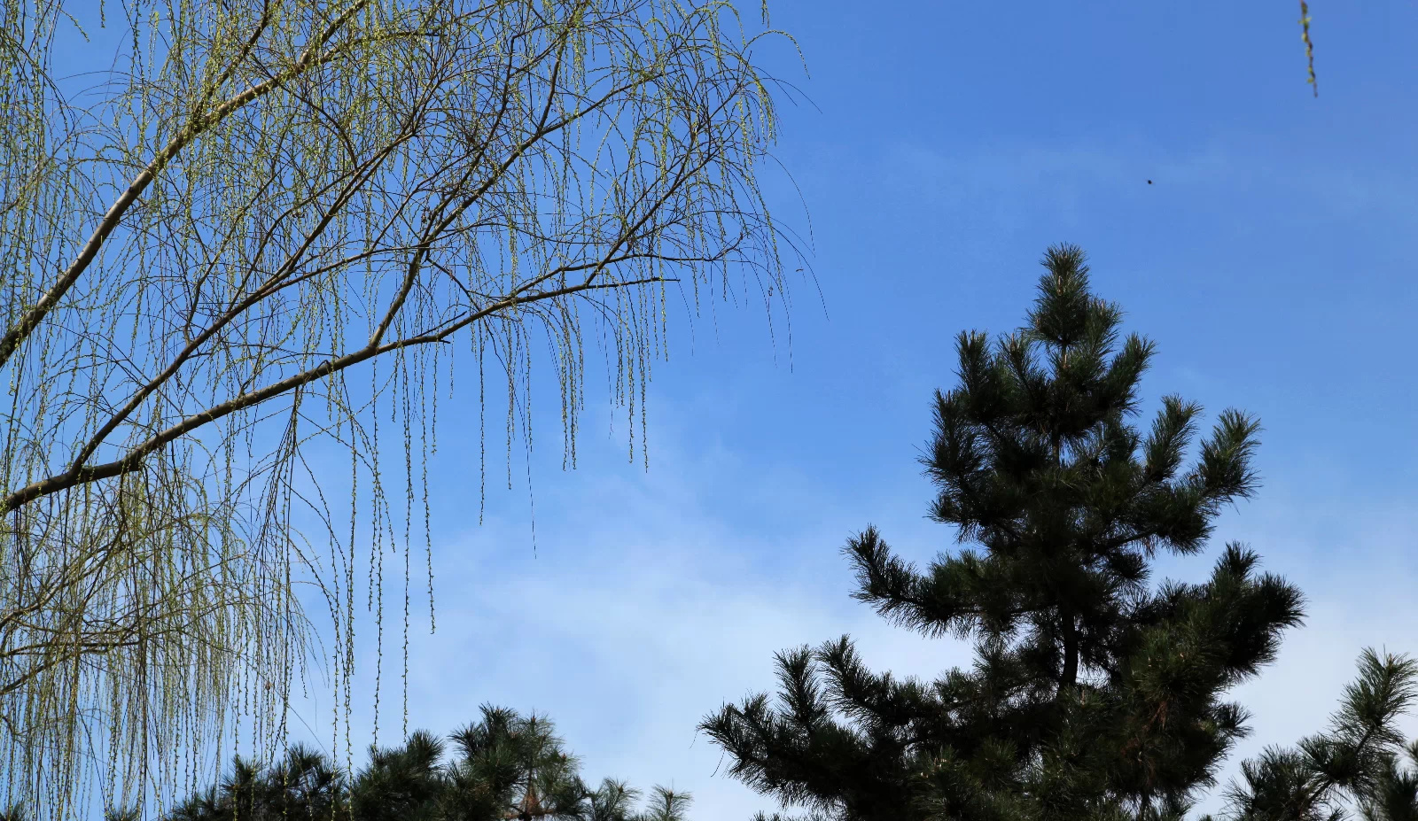 分析！怎样下载小说“桃红柳绿”