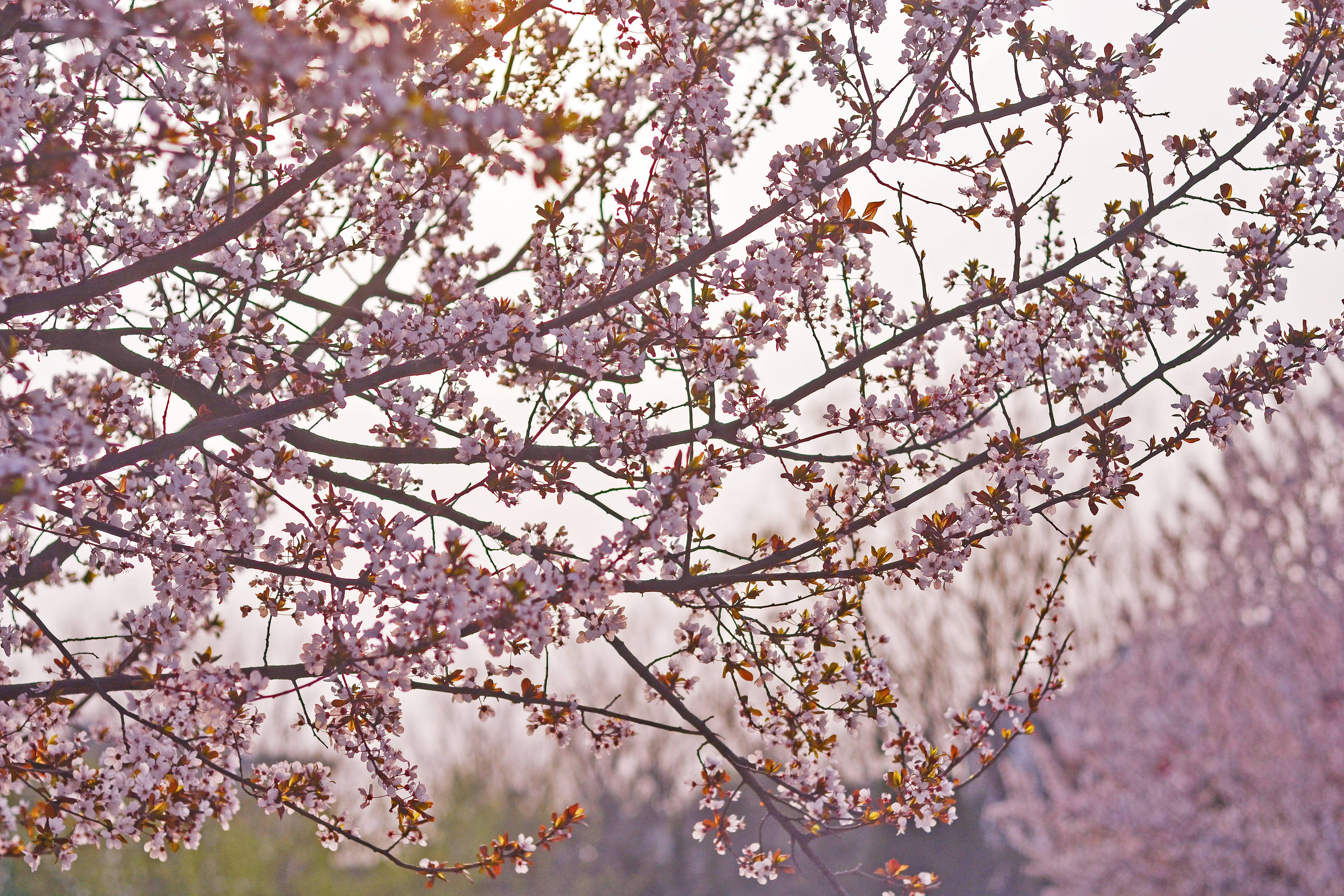 讲解！降温也要时髦营业“桃红柳绿”